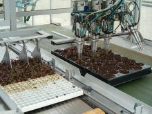 Alpha Plants Transplanting Seedlings